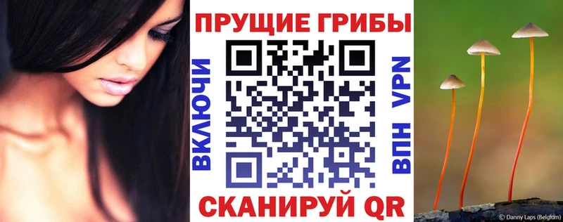 кракен зеркало  как найти   Карпинск  Псилоцибиновые грибы Psilocybine cubensis 